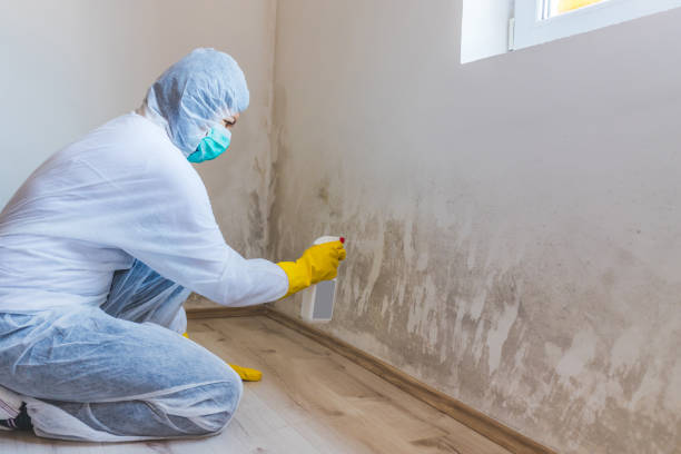 Mold Remediation specialist working in Roosevelt