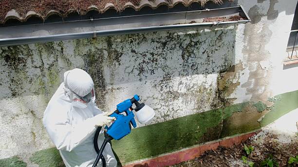 Mold Removal service in Roosevelt